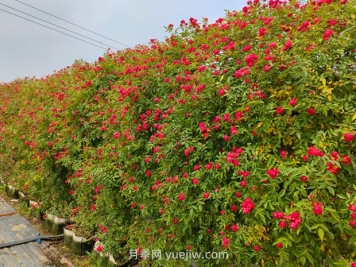 如何栽培讓薔薇花開更盛？