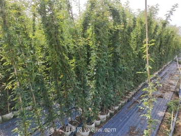 薔薇花一年開幾次花？只有一次