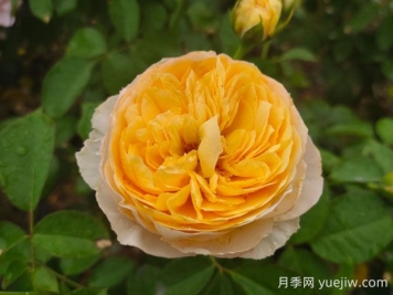 朱麗葉月季值不值得種，有啥優(yōu)缺點(diǎn)