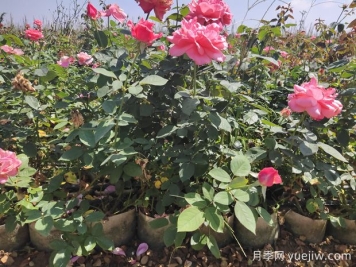 導致盆栽大花月季苗爛根的要素有什么？