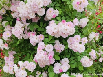 秋季薔薇花該如何養(yǎng)護(hù)？