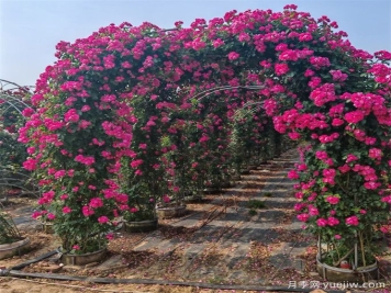 藤本植物必知四大類，你知道幾個(gè)？