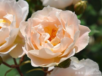 月季介紹，和風(fēng)月季