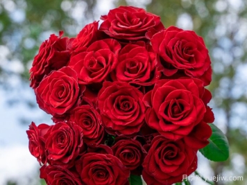 高原紅月季，花期長觀賞價值高的月季