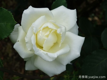 月季推薦，白色圣誕月季
