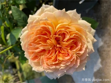 焦糖古董月季，花大如碗，又美又香，多季開(kāi)花