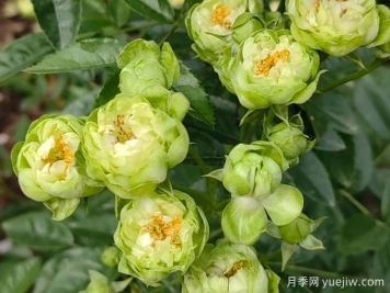 月季推薦，?？巳R爾月季