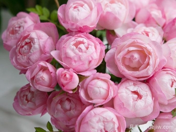 草莓杏仁餅月季推薦，花期長開花勤