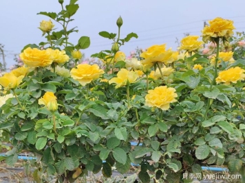 養(yǎng)月季摘芽和抹芽的區(qū)別？該如何做？