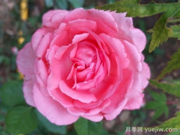 花宮娜月季，沒有缺點，又美又仙，抗病又勤花