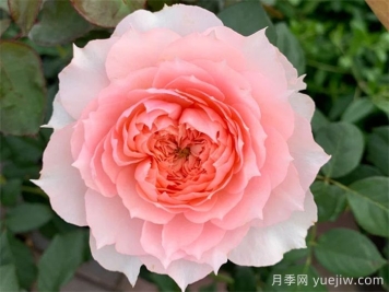 莫妮卡戴維月季，美如仙女，顏值極高