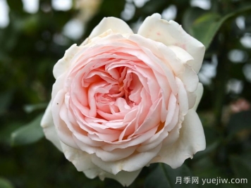 香檳美酒月季，超高顏值勤花芳香