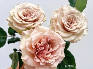 月季推薦，光之翼第九天使月季