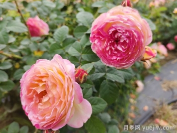 月季推薦，羅曼尼詹森月季