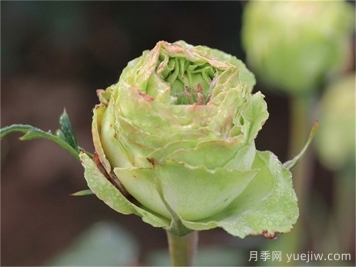綠星月季，來自中國的綠色系大花月季