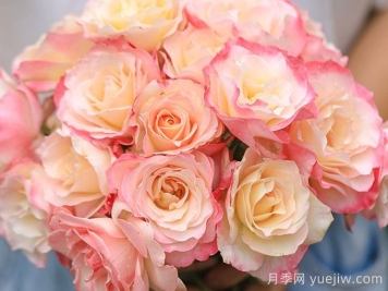 月季推薦，六翼天使月季
