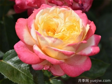 月季百科：科德斯慶典月季