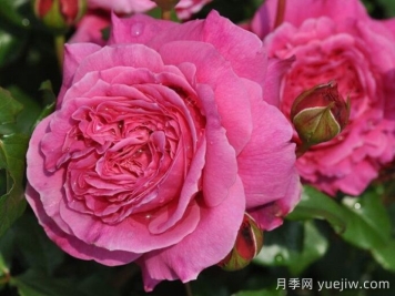月季推薦，神仆天使阿比迪月季?
