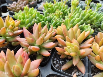 如何才能養(yǎng)好多肉植物？