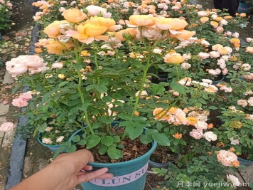 讓月季花開爆盆的4個(gè)小技巧