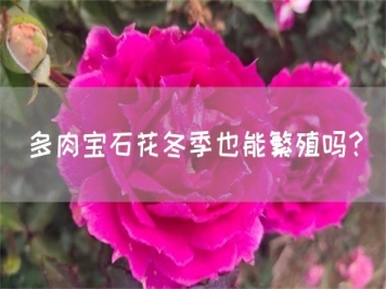 多肉寶石花冬季也能繁殖嗎？