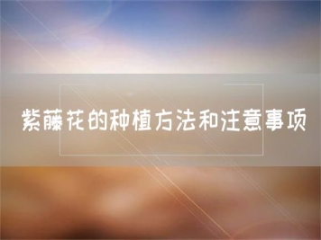 紫藤花的種植方法和注意事項(xiàng)