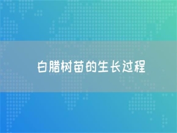 白臘樹苗的生長過程