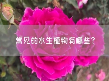 常見的水生植物有哪些？