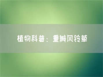 植物科普：重瓣風(fēng)鈴草