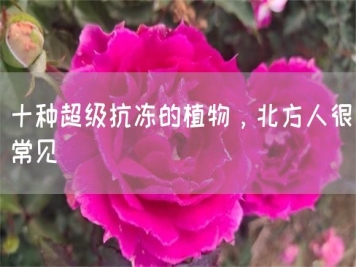 十種超級抗凍的植物，北方人很常見