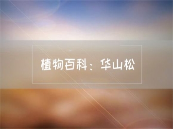 植物百科：華山松