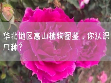 華北地區(qū)高山植物圖鑒，你認(rèn)識(shí)幾種？