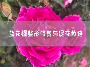 藍(lán)花楹整形修剪與促花栽培
