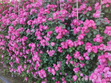 庭院花園植物搭配指南，打造精彩院落