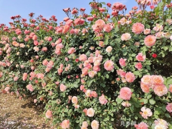藤本月季知識(shí)科普，生長(zhǎng)習(xí)性、經(jīng)典品種及種植要點(diǎn)