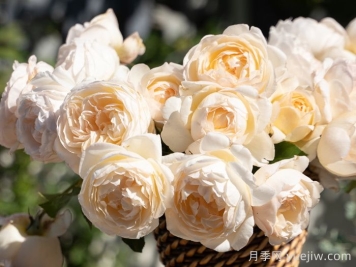 月籠沙月季