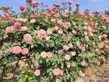 有了院子，一定要種棵爬藤月季