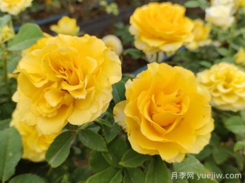 陽(yáng)臺(tái)黨必入的3個(gè)月季花品種
