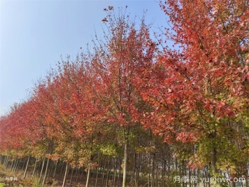 五角楓生長環(huán)境、種植技術(shù)與管理方法