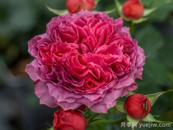 朱砂碗月季的優(yōu)缺點是什么？