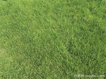 庭院草坪的日常精細(xì)化養(yǎng)護(hù)知識