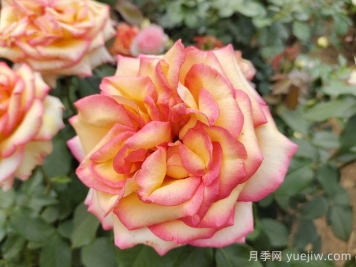 想要月季多開花、花質(zhì)好？學會這三點