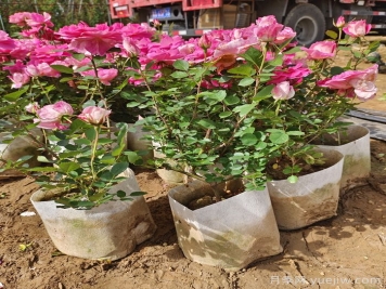 月季花期為什么有長有短？