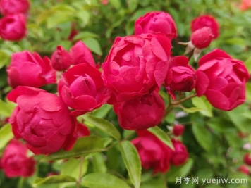 東北能種月季花嗎？