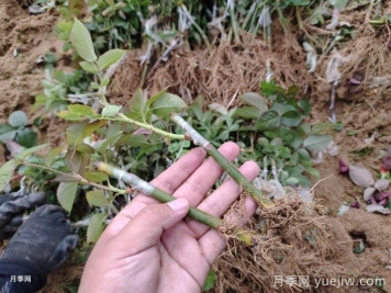 南陽月季牙簽苗的養(yǎng)護方法