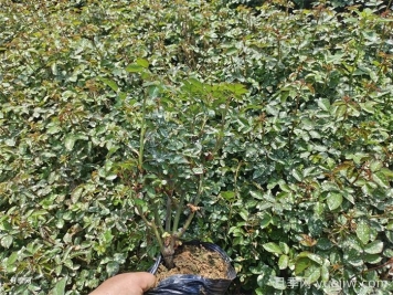 月季小苗要剪掉花苞嗎？如何多分枝