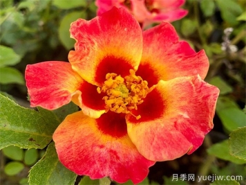 單瓣月季也迷人，推薦5個(gè)單瓣月季品種