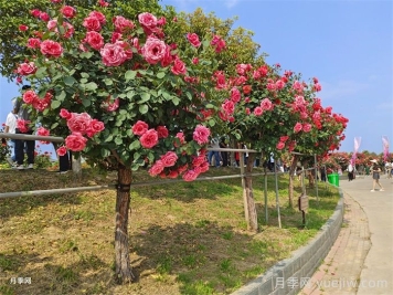 前景無限，勢如破竹的彩色樹木