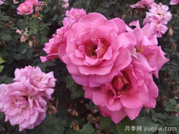 月季多開花的養(yǎng)護要點