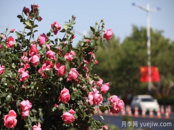 濱州月季：市花月季綻放，繁花似錦惹人醉！